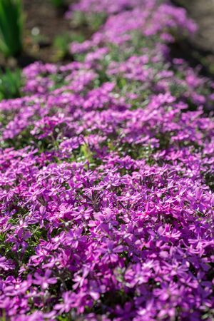 Flowers Phlox subulata bloom in the gardenの写真素材