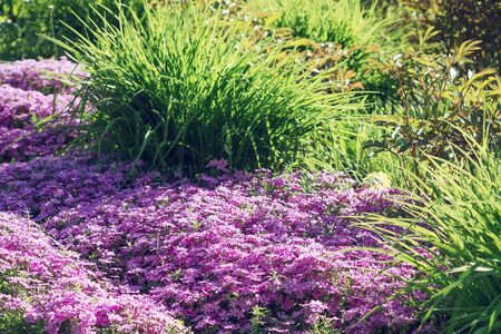 Flowers Phlox subulata bloom in the gardenの写真素材