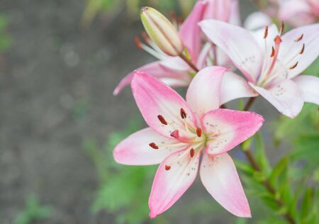 Flower pink lily blooms in the gardenの写真素材