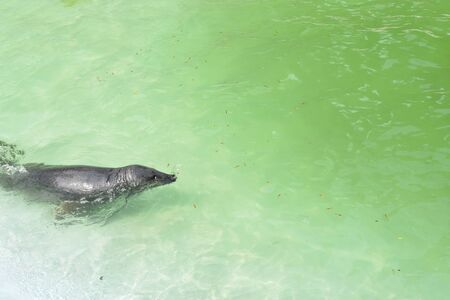 Sealskin swims in the poolの写真素材