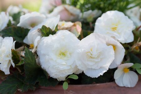 Flower white Begonia tuberhybridaの写真素材