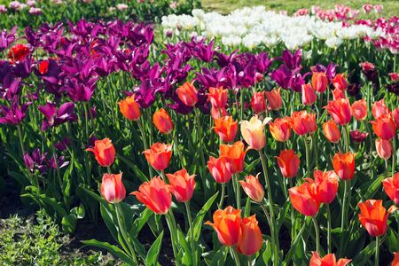 Tulip flowers bloom in the park in the sunの写真素材