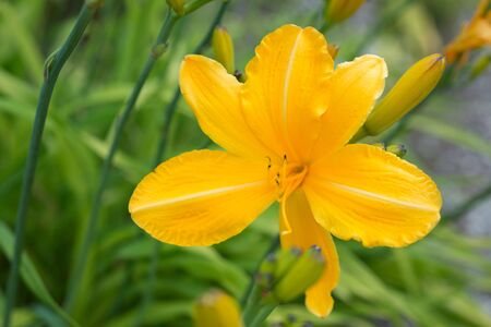 Flower yellow lily close-up in the gardenの写真素材