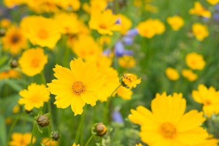 Flowers heliopsis yellow in the gardenの写真素材
