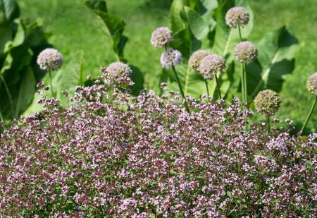Flowers of Origanum vulgare and Allium rotundumの写真素材