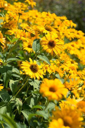 Flowers heliopsis blooms in the gardenの写真素材