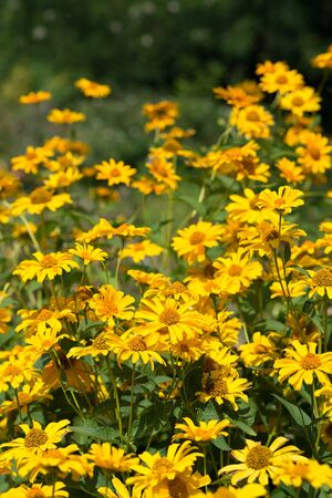 Flowers heliopsis blooms in the gardenの写真素材
