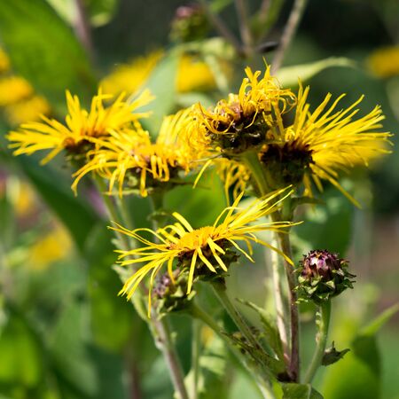 Flowers of Ligularia sibiricaの写真素材