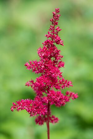 Astilbe chinensis flowers bloom in the gardenの写真素材