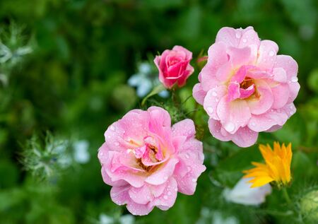 Flower of a rose blooms in the gardenの写真素材