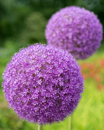 Decorative flower Onions round, Alliumの写真素材