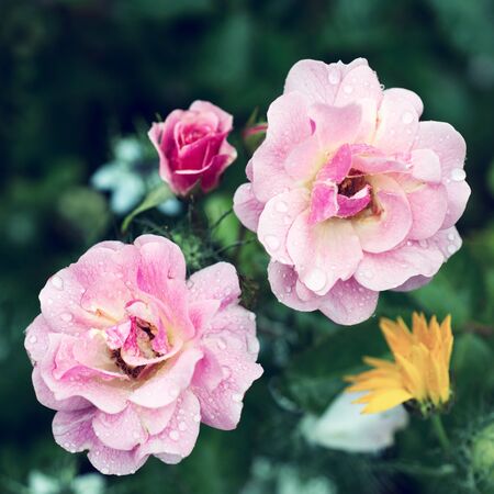 Flower of a rose blooms in the gardenの写真素材