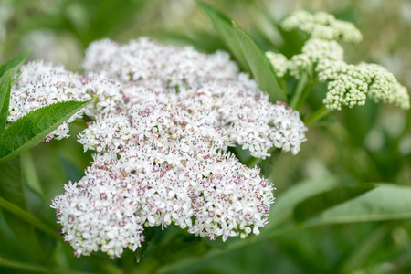 Elderberry flowers, Sambucus