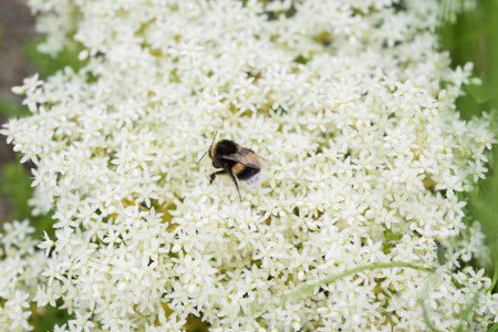 Sedum album flowers and bumblebee