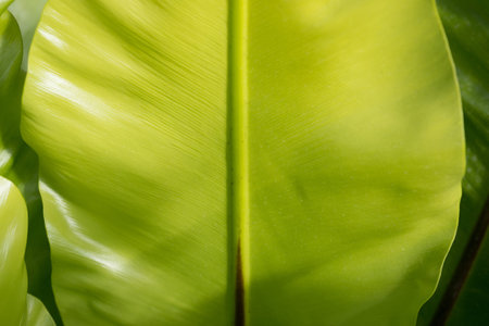 Green leaf of a tropical plant