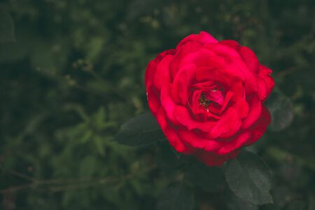 Flower of a red rose blooms in the gardenの写真素材