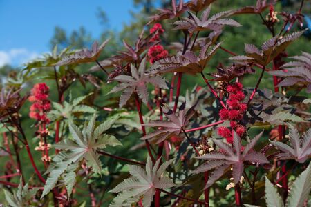 Flower Ricinus communis in gardenの写真素材