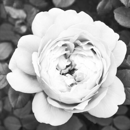 White rose close-up, black and whiteの写真素材