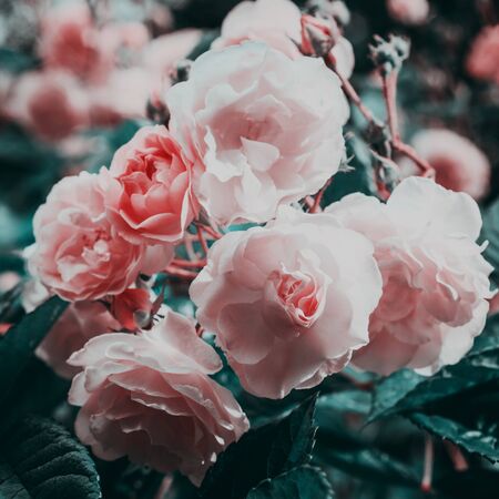 Stylized pink roses on a branch close up.の写真素材