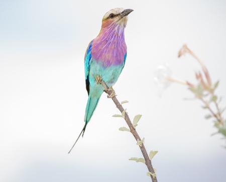 A colourful Lilac-breasted Roller sitting on a branch の写真素材