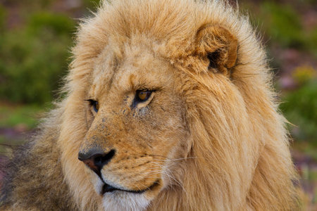 A close-up image of a lion s head as he looks sideways  