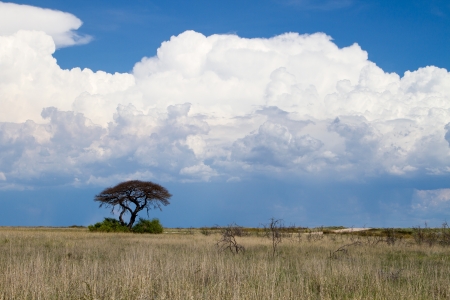 A landscape with a thorn tree in the foreground and approaching rain storm - big white clouds の写真素材