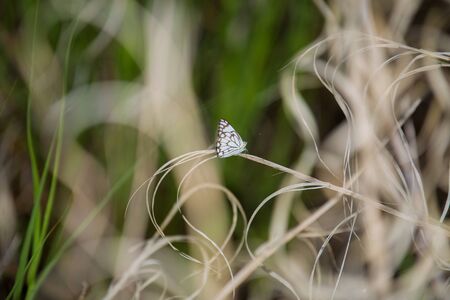 A white and brown butterfly sitting on a grass twig の写真素材