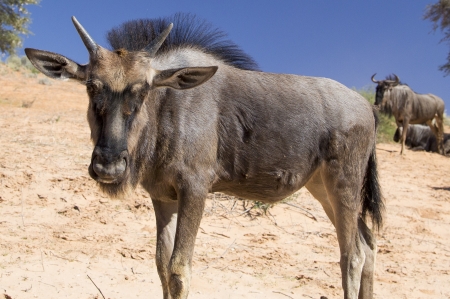 Young Blue Wildebeest - Young Blue Wildebeest standing on a dune with more of his friends in the background の写真素材