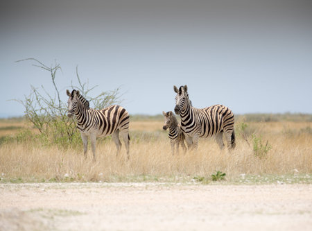 Two adult zebras with a young baby between them の写真素材