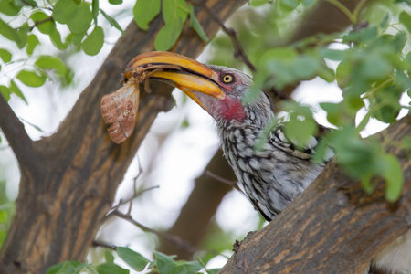 Hornbill eating a moth - A yellow billed Hornbill sitting in a tree with green leaves, eating a moth...