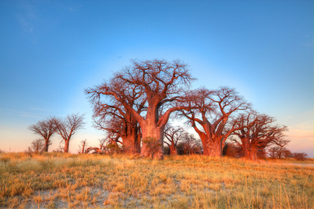 Bains Baobabs with the sun setting in the backgound making a red hue on the trees. These trees were discovered by Thomas Bains in 1862 on a trip to the Victoria Falls.の写真素材