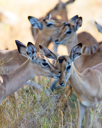 A couple of young impala licking and grooming each other.の写真素材