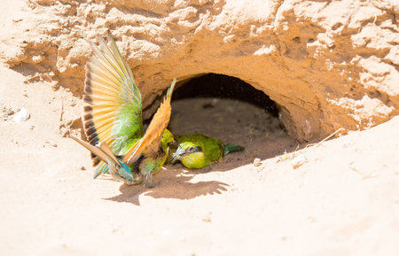 A mother bee-eater feeding a bee like inspect which she just caught to her baby.