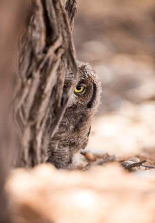 A baby Eagle owl looking with it's large yellow eye from behind a camelthorn tree.の写真素材