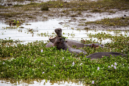Hippos hanging in the water. They are surrounded by water lilies with purple flowers. The one hippo has it's mouth wide open.の写真素材