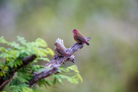 Two Jamesons Fire Finches sitting on a dry tree branch. They are quite colourful. The one looks like...
