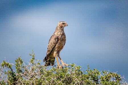 A Juvenile Pale Chanting Goshawk sitting perched on a green bush or tree. Blue skies in the background.の写真素材
