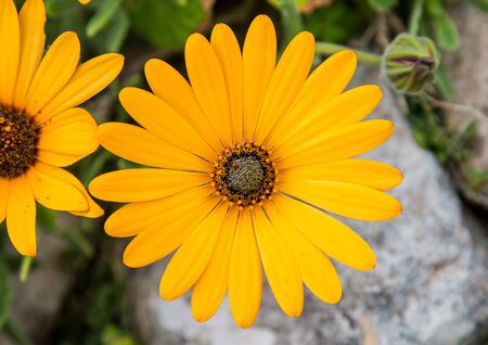 A large yellow daisy centered on the photo. Green leaves and a rock in the background.の写真素材