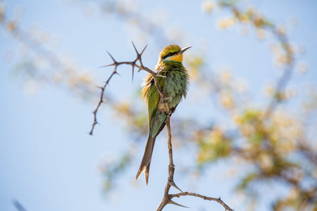 A colourful Swallow Tailed Bee Eater sitting perched on a thorn tree branch.