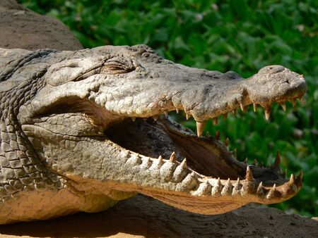 A male Nile crocodile near Banjul, The Gambia.の写真素材