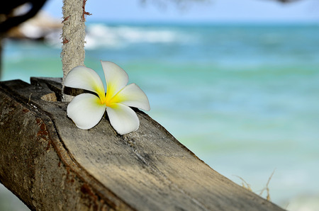 Single Plumeria Flower on the beachの写真素材