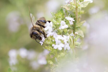 spring time. Honey bee on thyme flowersの写真素材