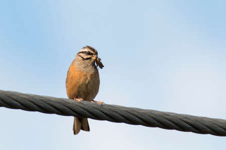 Rock bunting (Emberiza cia) perched on a light cable with grasshopper in its bill. Orange bird with its preyの写真素材