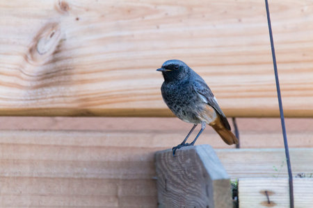 Male redstart (Phoenicurus ochruros) perched on a bird feeder. Black bird with red tail searches for...