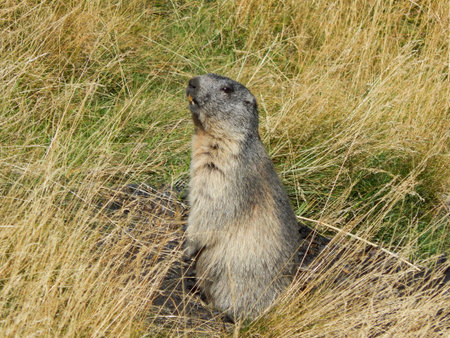 Marmot (Marmota marmota) looking alarmed around in pyrenees