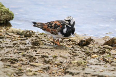Turnstone (Arenaria interpres) at Odiel marshy area. Wader searches for foor in a natural park of...