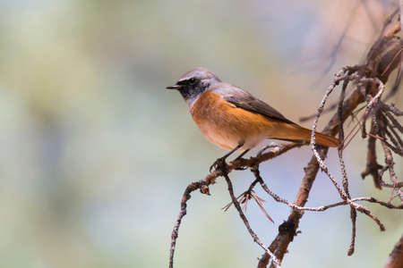 Male of Common Redstart (Phoenicurus phoenicurus) perched on a branch. Red and orange bird with blach face and grey mantleの写真素材