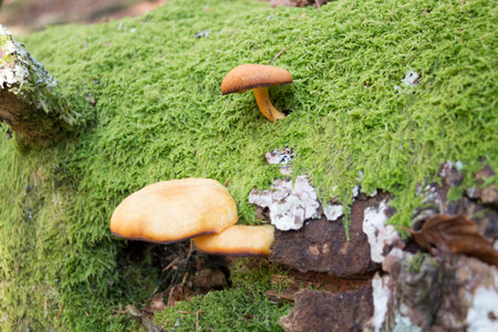 Mushrooms in tree trunk with moss