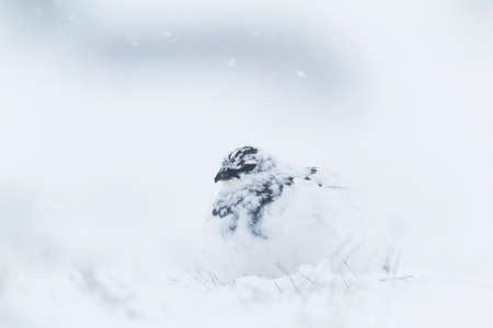 Rock Ptarmigan on snow storm. High key photography of white bird on snowの写真素材