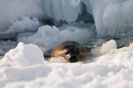 Little seal in the snowの写真素材
